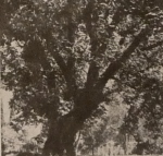 კაკლის ხე ილიასეულ ეზოში